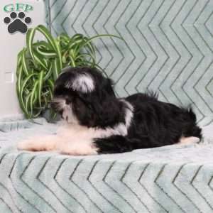 Buster, Shih Tzu Puppy